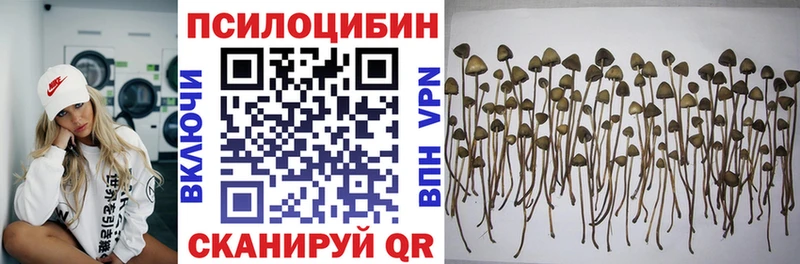 Псилоцибиновые грибы Psilocybe Георгиевск